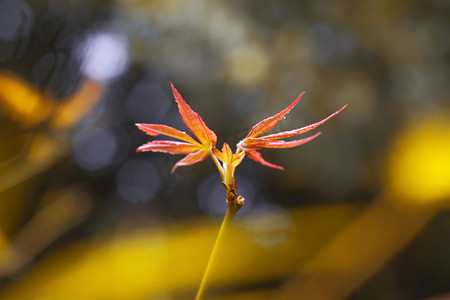 秋天秋季枫叶生态自然摄影图配图