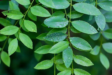 节气谷雨摄影照片_树叶节气寒露生态自然摄影图配图