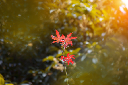 秋天秋枫叶生态自然摄影图配图