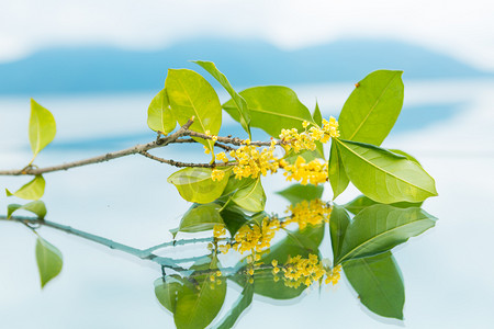 植物香摄影照片_桂花倒影唯美素材摄影图配图