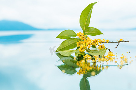 咸宁桂花摄影照片_桂花倒影的素材摄影图配图