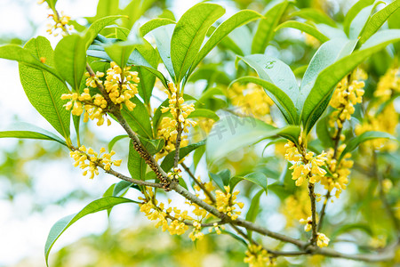 桂花小鸟摄影照片_桂花素材照片户外摄影图配图