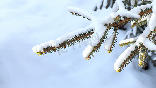 冬天素材摄影照片_冰雪树挂上午松树冬季素材摄影图配图