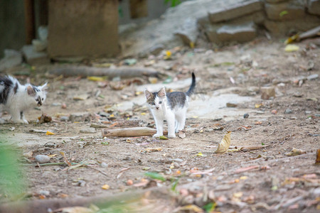 流浪猫猫狸花猫动物可爱摄影图配图