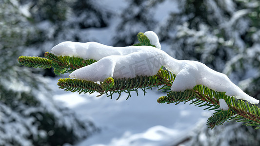 冬天素材摄影照片_松树冰雪上午松树冬季素材摄影图配图