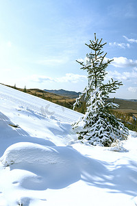 内蒙古雪景摄影照片_松树雪地上午松树冬季素材摄影图配图