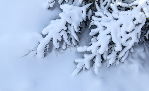 雪地松树冬季上午松树冬季素材摄影图配图