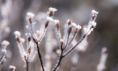 树上的冰雪下午冰雪山里无摄影图配图