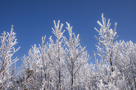 树上的冰雪下午雪山上无摄影图配图