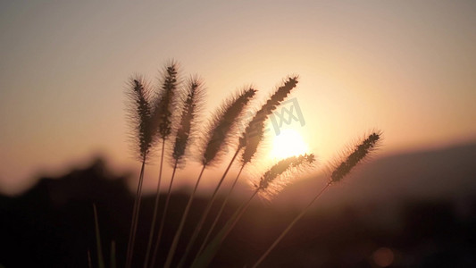 狗尾草摄影照片_实拍唯美夕阳下的狗尾草风光