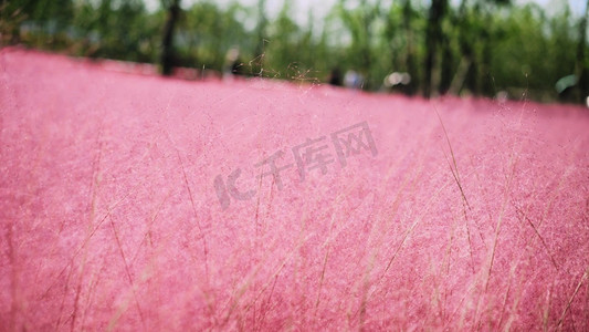 花海风景摄影照片_唯美浪漫粉黛乱子草梦幻粉色花海风景