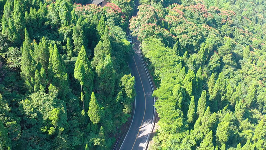 航拍公路两边茂密的森林绿植