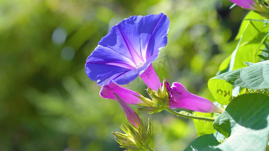 蓝色调ui摄影照片_蓝色牵牛花