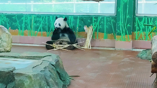 动物园熊猫国宝吃竹子