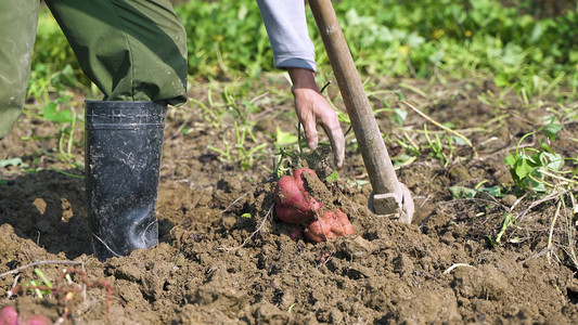 实拍农民地里挖红薯地瓜
