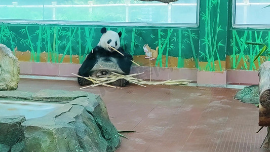 动物园国宝熊猫慵懒的吃竹子