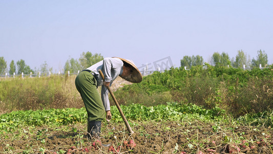 五一劳动节农民地里挖红薯地瓜
