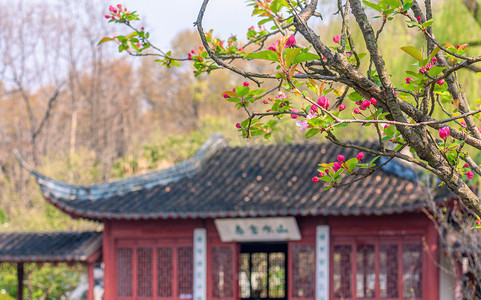 南京春天摄影照片_南京明孝陵红楼艺文苑海棠与古建筑摄影图配图