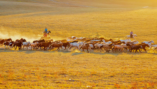 动物世界黎明马草原奔跑摄影图配图
