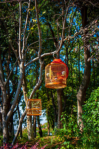 早上遛鸟摄影照片_公园里悬挂的鸟笼摄影图配图