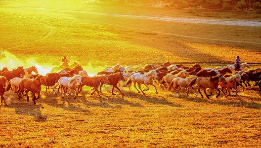 动物兔和马摄影照片_动物世界晨时马草原奔跑摄影图配图