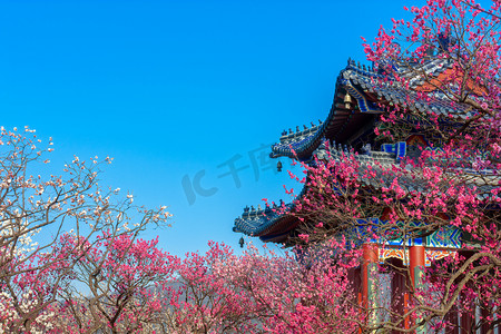 南京绒花摄影照片_南京梅花山博爱亭梅花摄影图配图