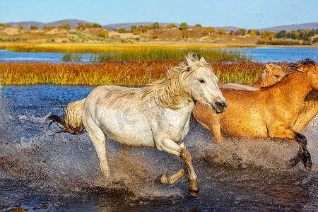 动物世界中午马草原奔跑摄影图配图