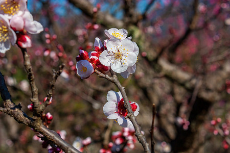 春天的梅花摄影照片_春天开放的梅花摄影图配图