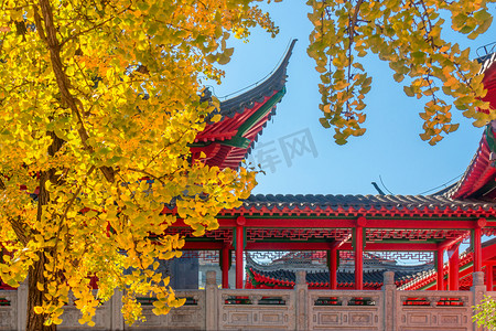 南京毗卢寺藏经阁与银杏树摄影图配图