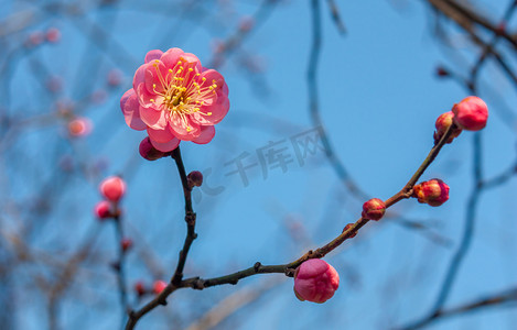 雪中红梅摄影照片_晴天盛开的红梅花摄影图配图