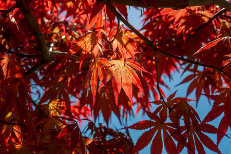 深秋火红的枫叶摄影图配图