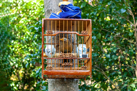 庭院遛鸟摄影照片_树上的鸟笼和画眉鸟摄影图配图