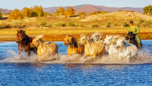动物世界天明马草原奔跑摄影图配图
