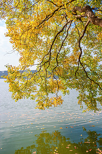 秋天水边的乌桕树摄影图配图