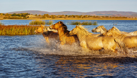 动物世界上午马草原奔跑摄影图配图