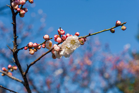 南京梅花山开放的梅花摄影图配图