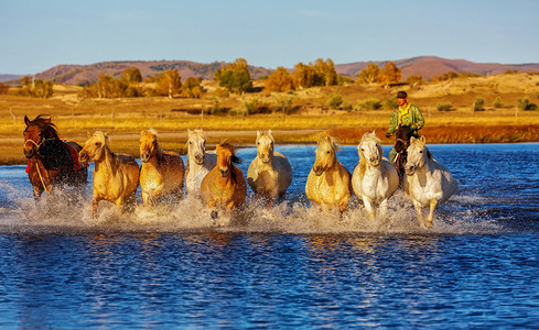 动物世界白天马草原奔跑摄影图配图