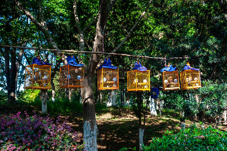 树林中悬挂中的一排鸟笼摄影图配图