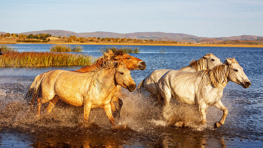 马匹天明马草原奔跑摄影图配图