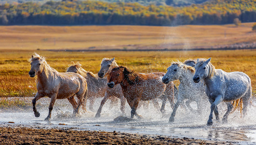 秋摄影照片_动物早上马草原奔跑摄影图配图