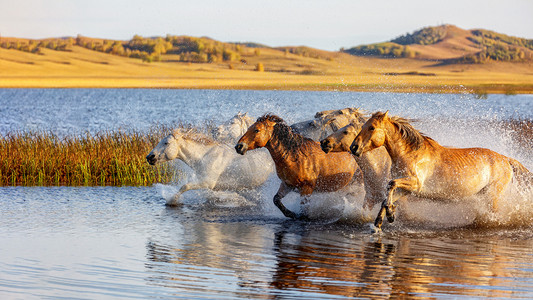 动物世界午后马草原奔跑摄影图配图