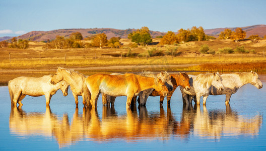 动物世界晌午马草原站立摄影图配图