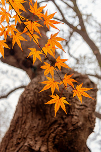秋天火红的枫树叶摄影图配图