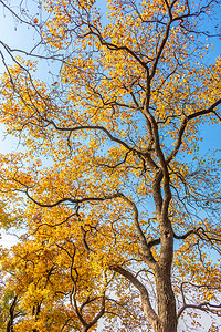 秋天金黄的银杏树摄影图配图