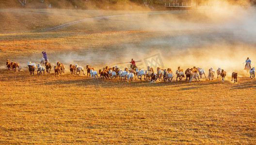 动物清晨马草原奔跑摄影图配图