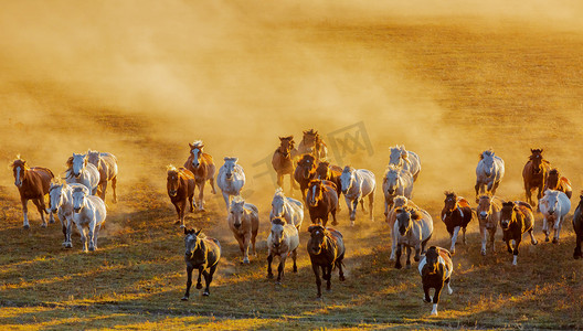 动物早晨马草原奔跑摄影图配图