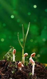 创意个性炫酷摄影照片_春季立春蔬菜绿色创意摄影图配图