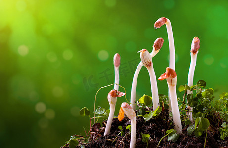 水墨二十四节气摄影照片_春季立春萌芽蔬菜绿色摄影图配图