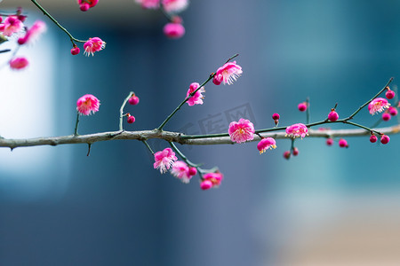 冬日梅花摄影照片_冬日风景盛开的红色腊梅花摄影图配图