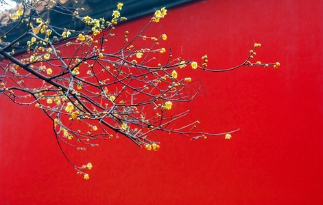 冬天红墙摄影照片_南京明孝陵红色宫墙下的腊梅摄影图配图